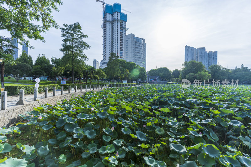 武汉汉阳莲花湖公园园林风光