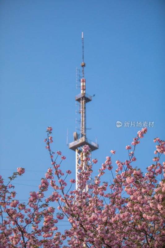 春天樱花园的粉色樱花