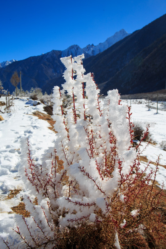 中国西藏地区冬季雾凇及雪绒花