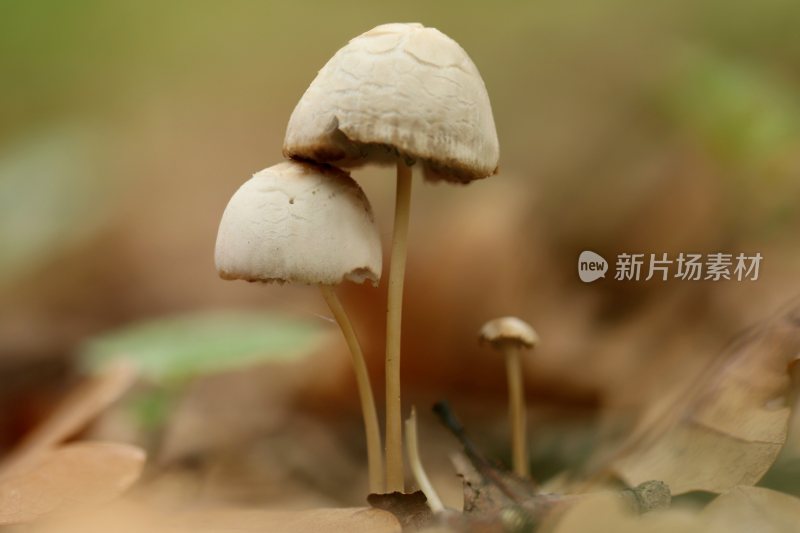 野生菌蘑菇生长环境菌类山菌野生菌