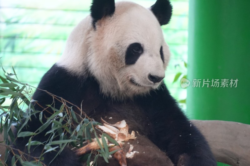 大熊猫坐卧进食竹子