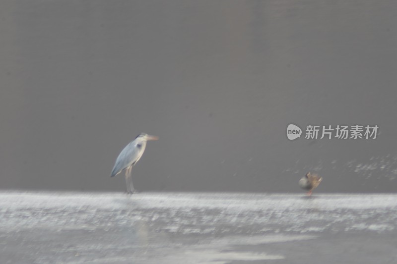 山东威海里口山姜家疃水库野鸭鸳鸯