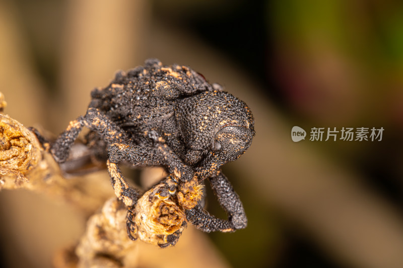 黑点毛束象鼻虫特写