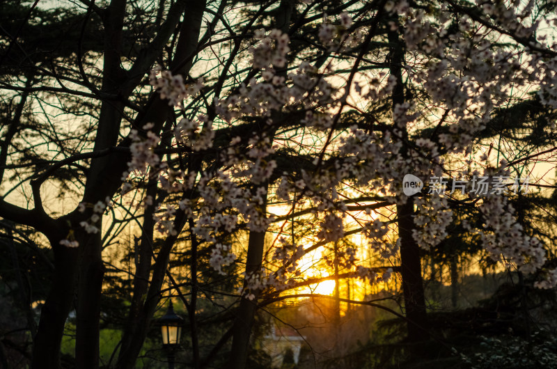 夕阳下盛开的樱花树