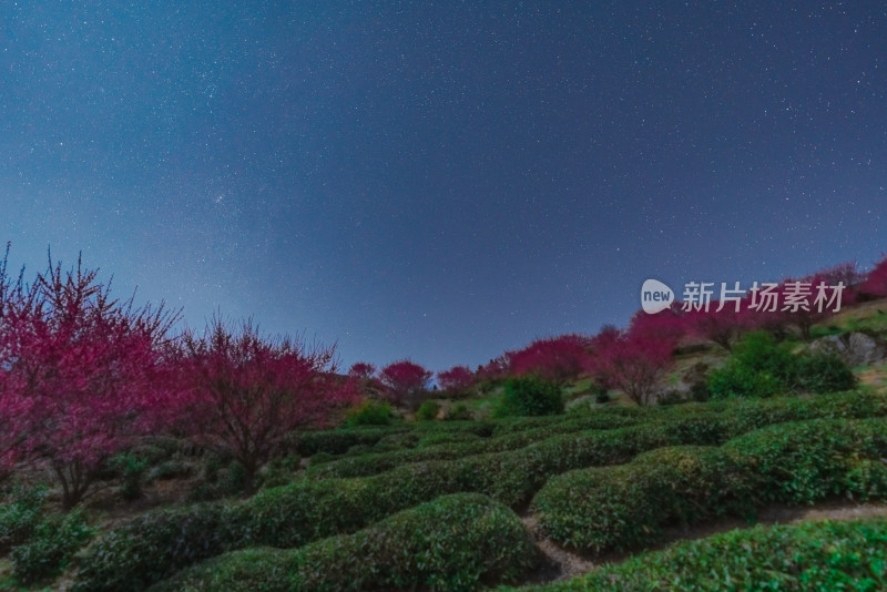 星空下的多彩树木与绿色植被景观