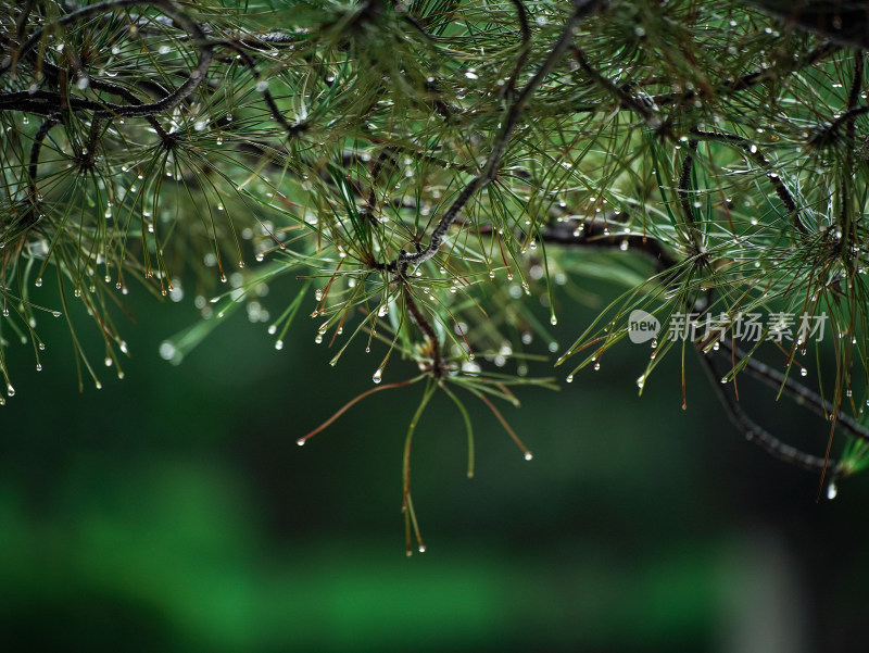 雨后松树上的水滴