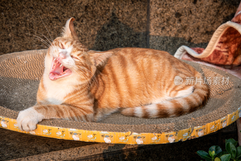 城市中的流浪猫