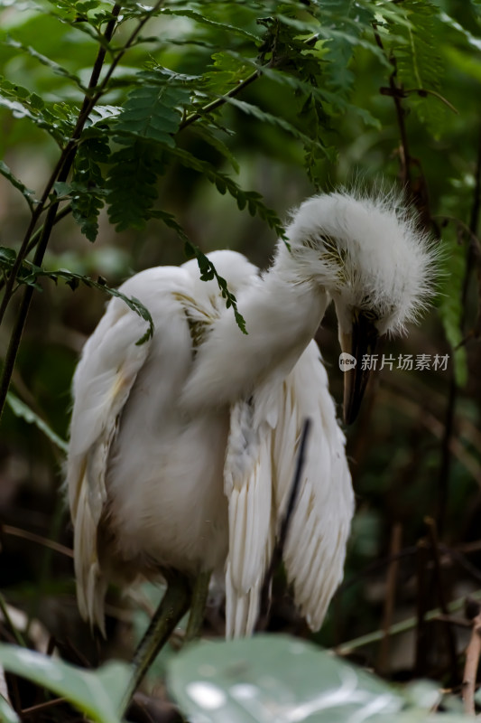 在望丛祠繁衍生息的池鹭