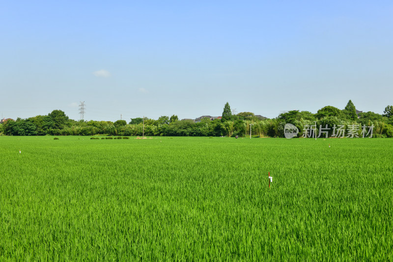 蓝天下的绿色稻田