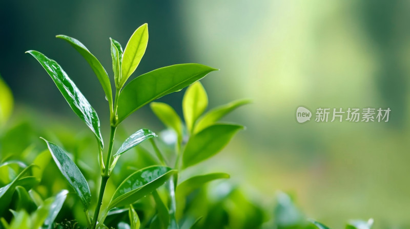 立春茶叶绿芽特写希望自然护眼壁纸背景图