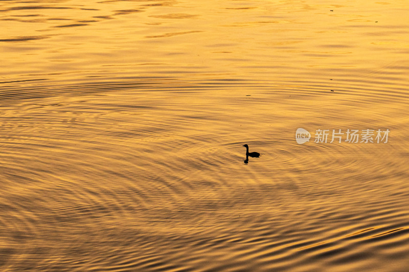 夕阳下水中的小鸭子