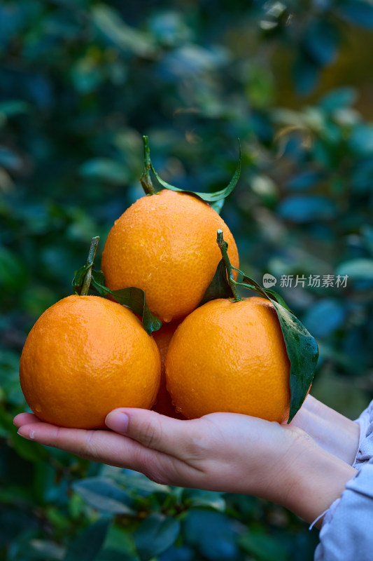 红美人   爱媛果冻橙 果冻橙 柑橘 橙子