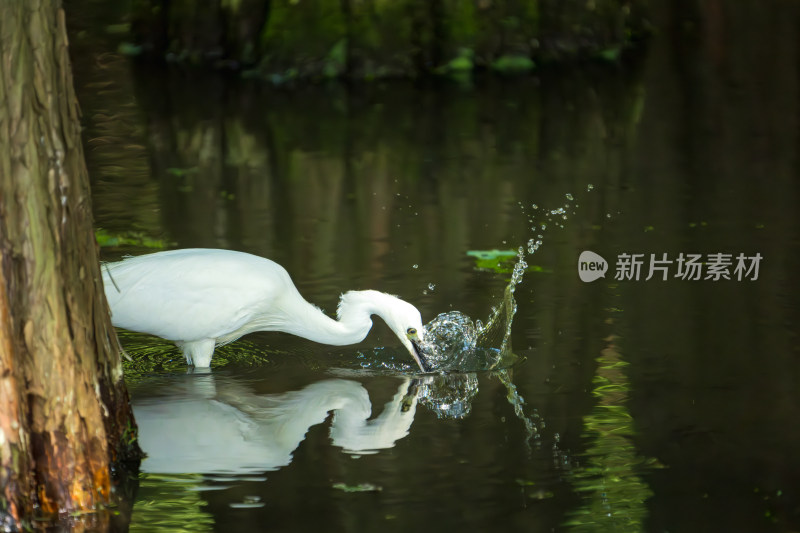 水边白鹭行走觅食的自然景象