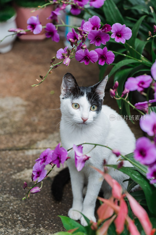 蝴蝶兰下的猫猫