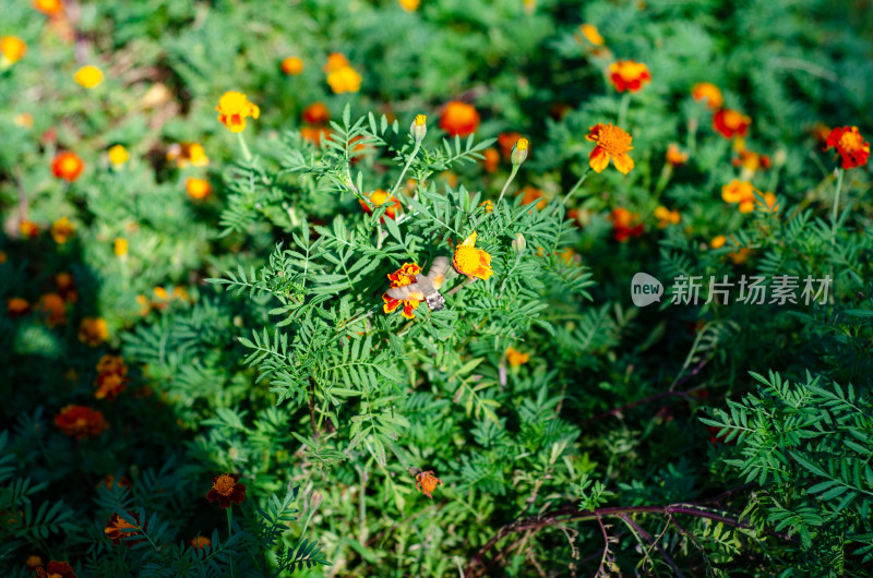 青岛中山公园的黄花波斯菊花海