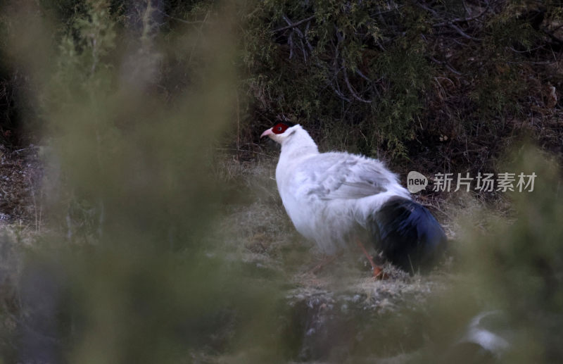 可可西里野生动物高原鸟秃鹫