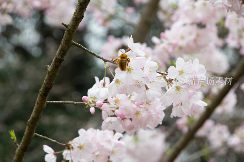 蜜蜂停留在盛开的樱花枝头（7连拍）