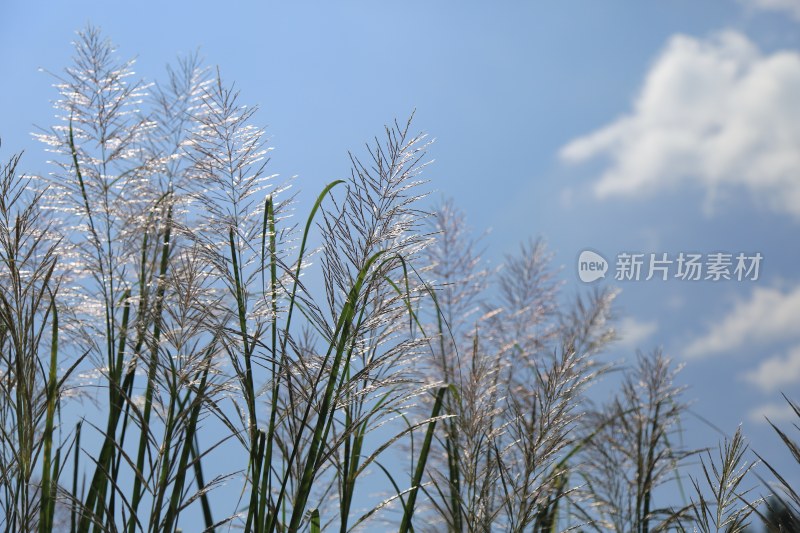 轻柔的芒草随风摇曳