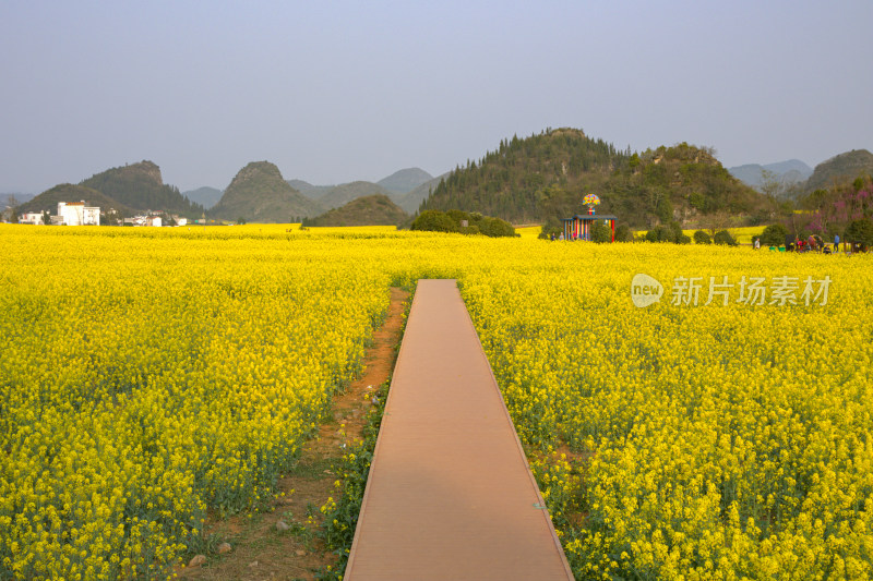 云南罗平油菜花花海