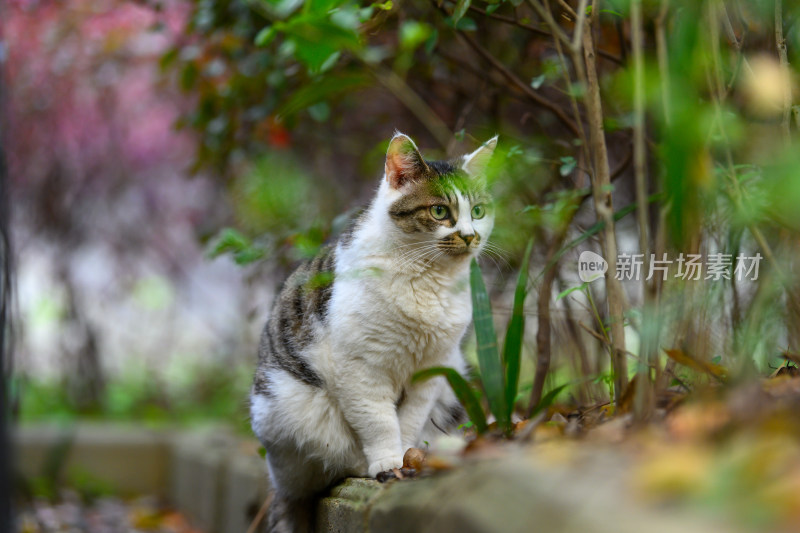 一只蹲在花坛边上的狸花猫