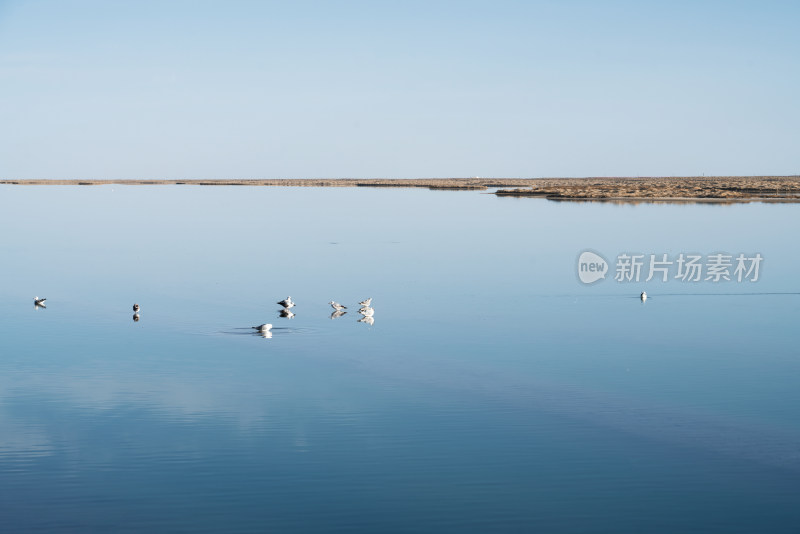 湖泊里聚集的鸟