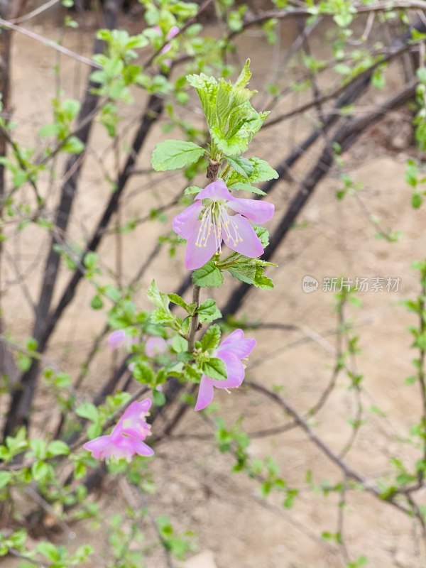 粉色毛樱桃花特写镜头