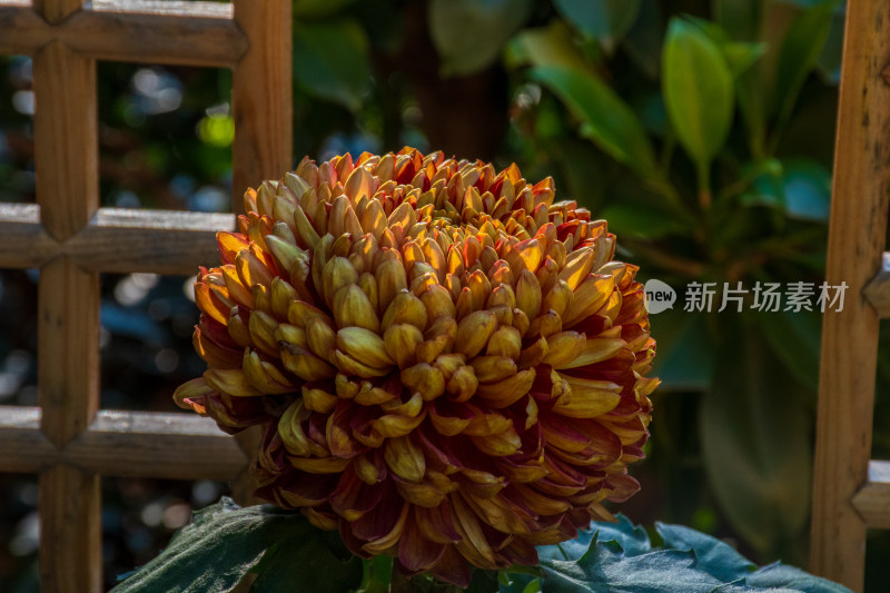 福州西湖第58届菊花展览