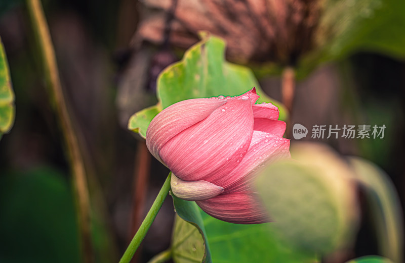 雨后荷花上的水珠