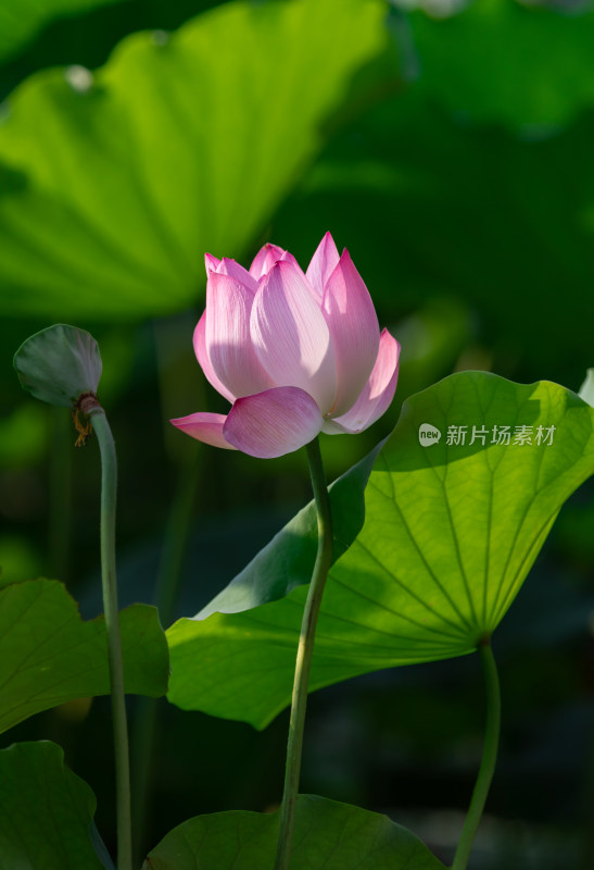 夏季池塘荷花