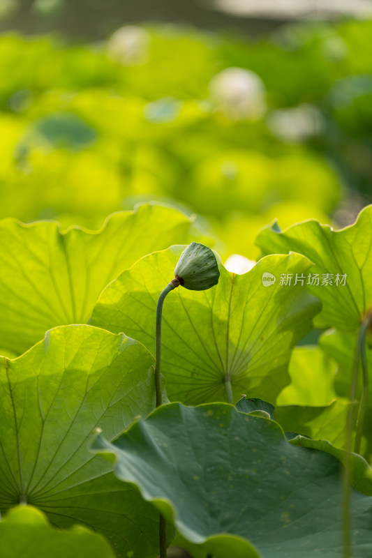 夏天荷花盛开特写