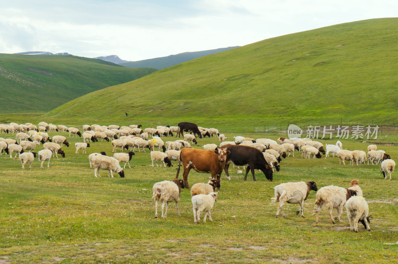 中国新疆伊犁草原上的牛羊