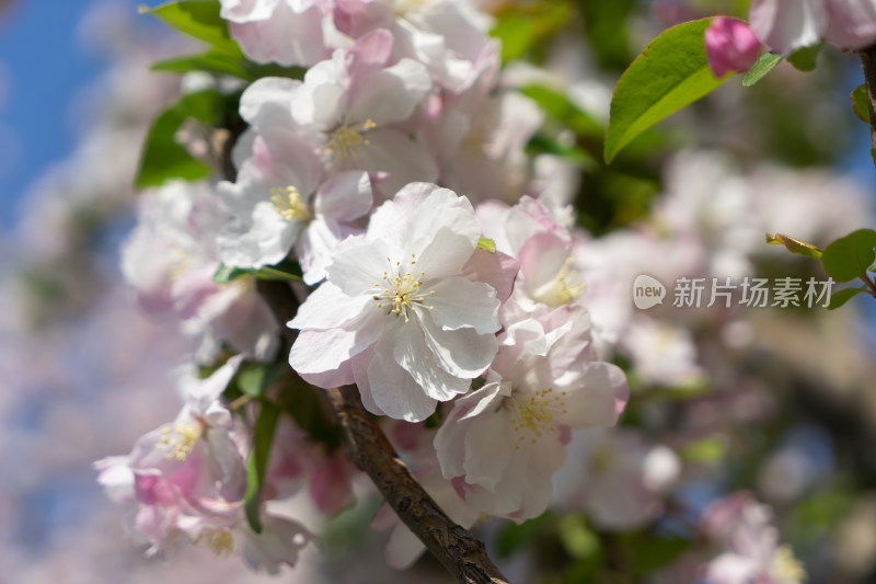 西府海棠花开花海棠花