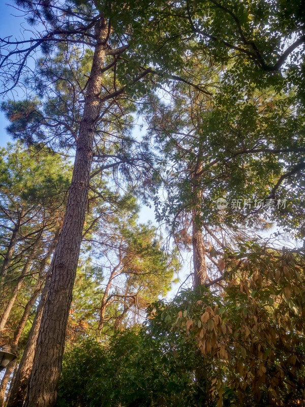 笔直高大树枝树叶植物摄影图
