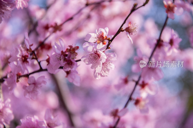 春天盛开的樱花