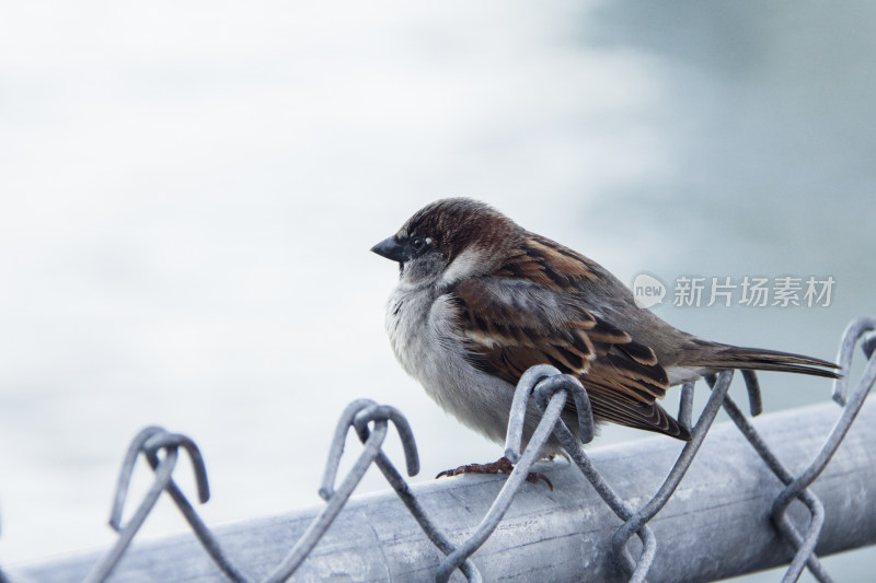 站着栏杆上的麻雀鸟 特写镜头