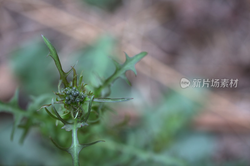 野花花骨朵特写