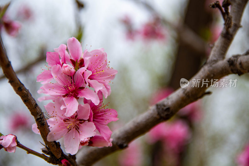 桃花满树