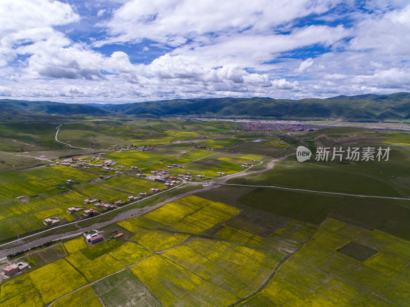 藏地乡村民居油菜花航拍全景图