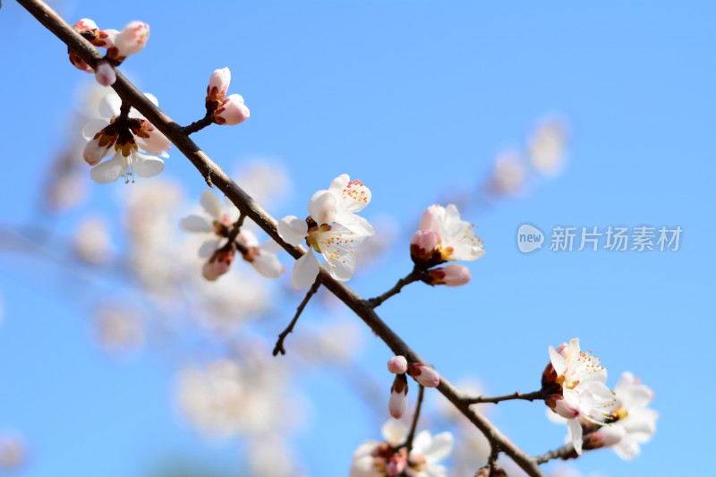 桃花花苞花蕊