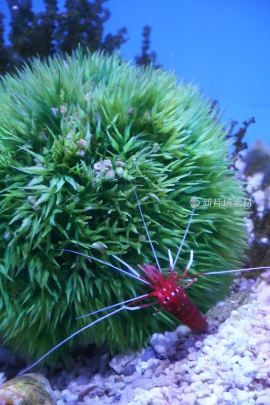 水族箱中红虾与球状水草