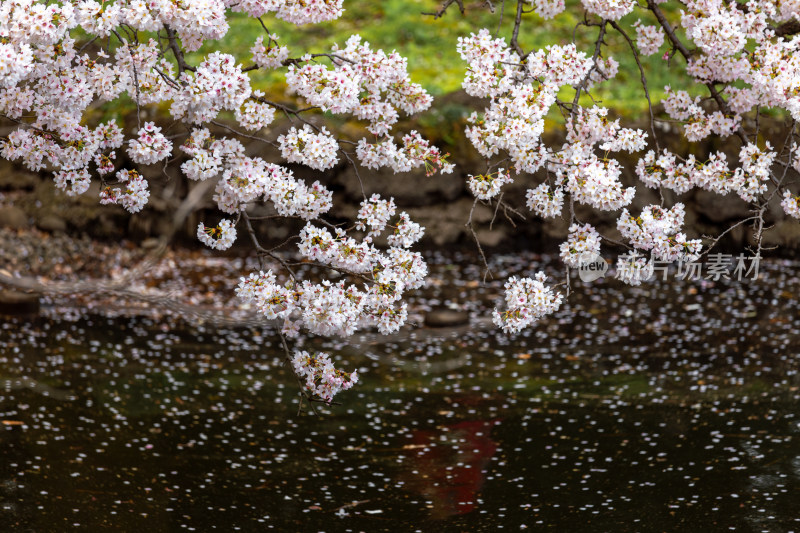 水边盛开的樱花树近景特写