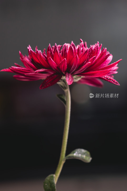 红色菊花特写