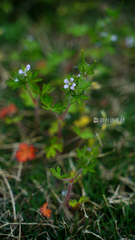 野花植物素材——老颧草