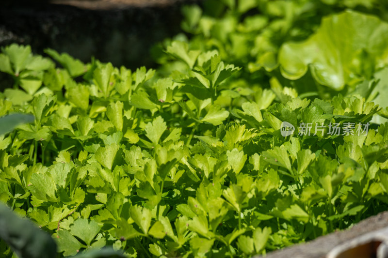 清晨田地里的芹菜