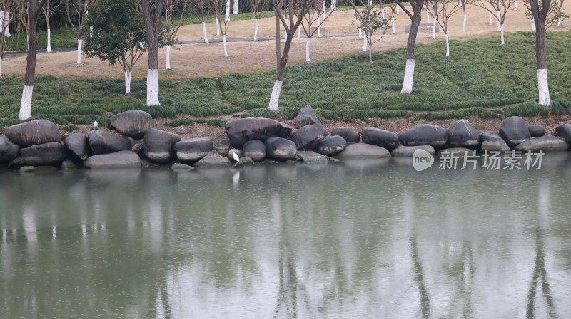 水边岩石草地，等待的白鹭