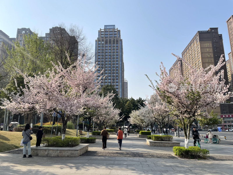 春日都市里的樱花盛景