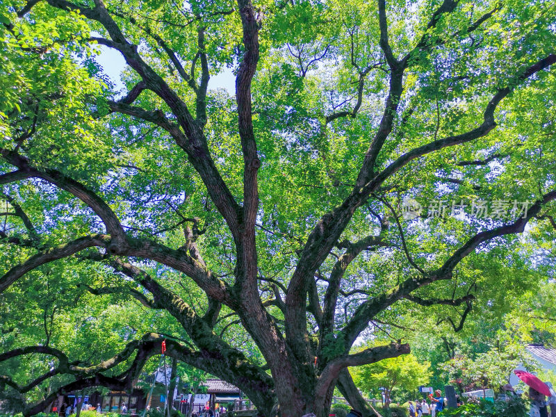 繁茂大树下的休闲场景