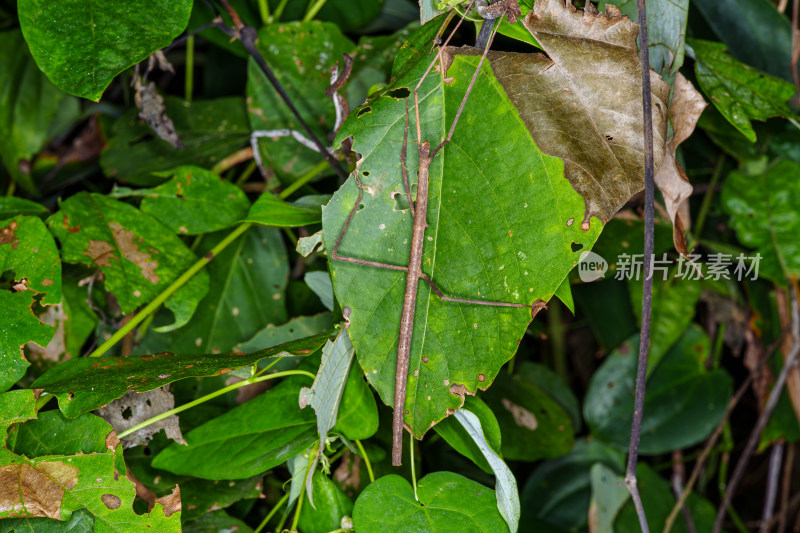 绿色叶子上的竹节虫生态自然景象