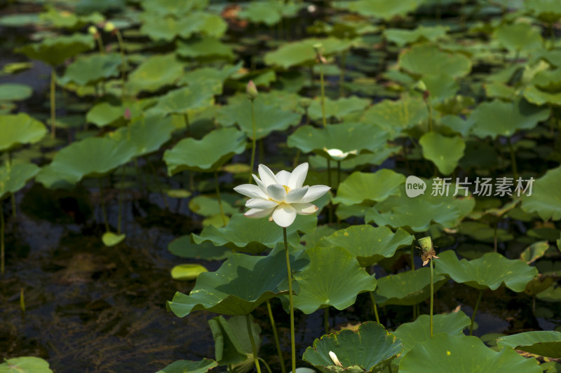 夏季公园荷塘荷叶丛中荷花特写