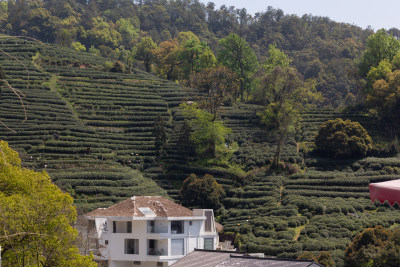 杭州杨梅岭绿意盎然的梯田式茶园